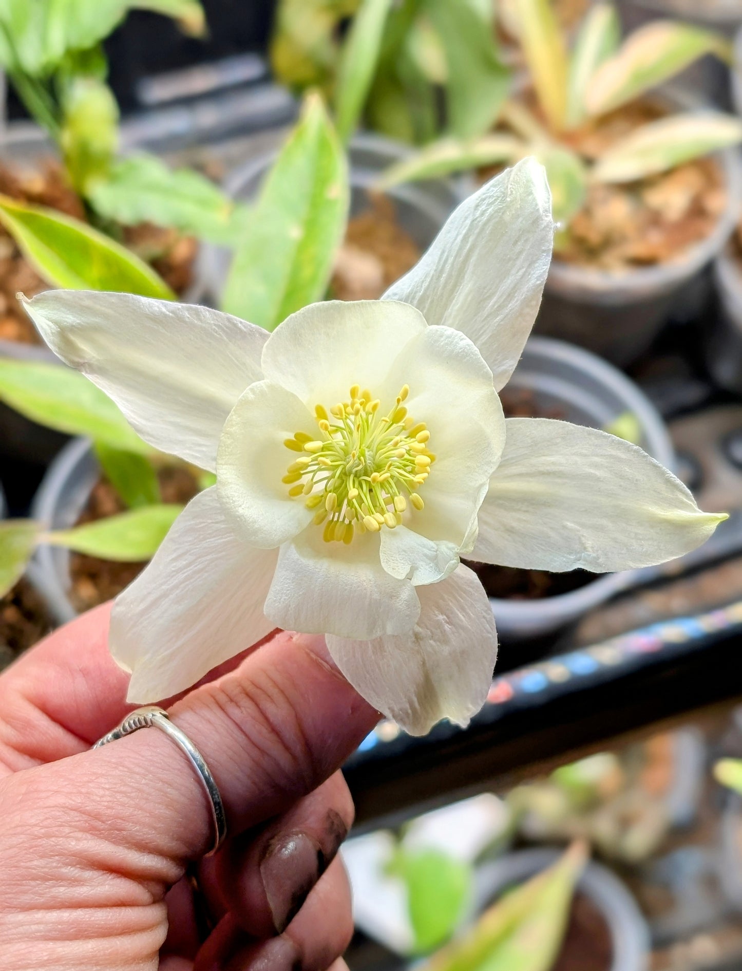 Columbine Wildflower Ornaments
