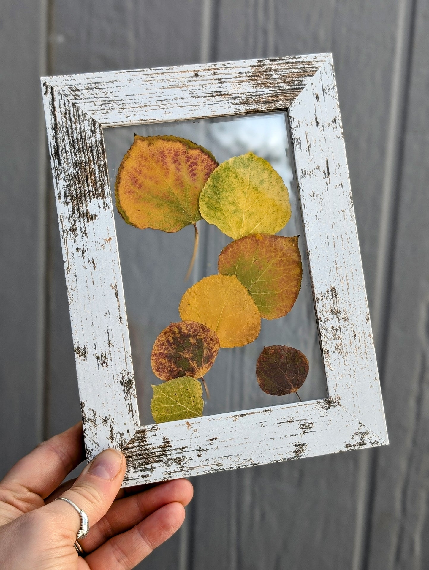 Aspen Leaves Wildflower Window