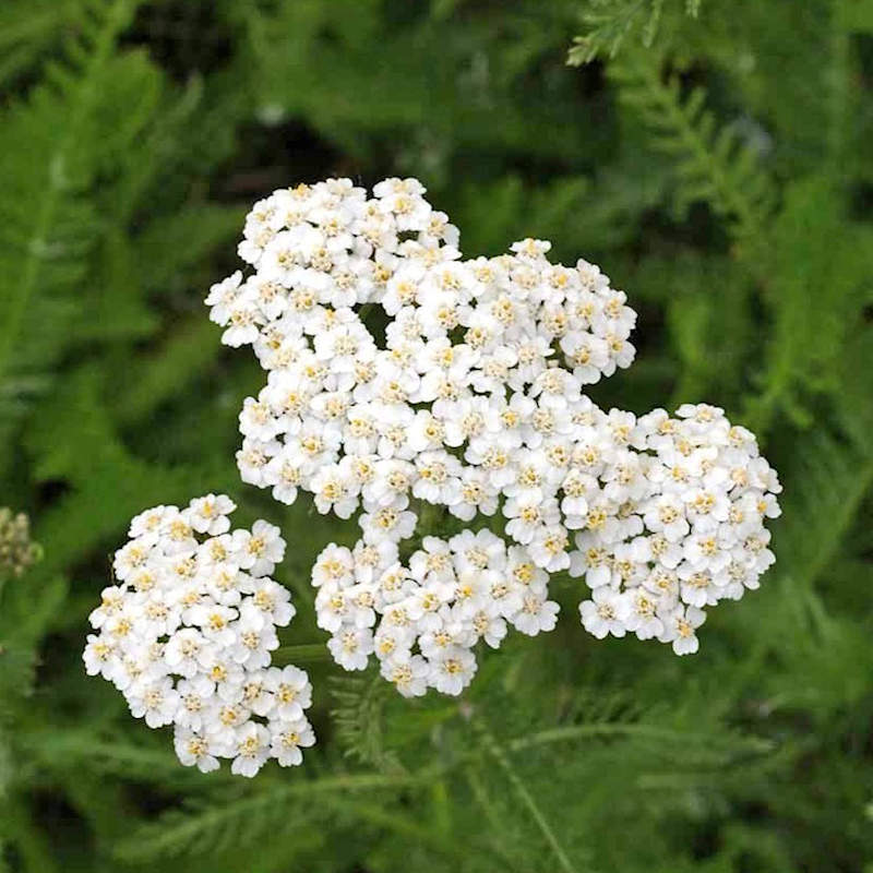 Native Wild Yarrow Seeds