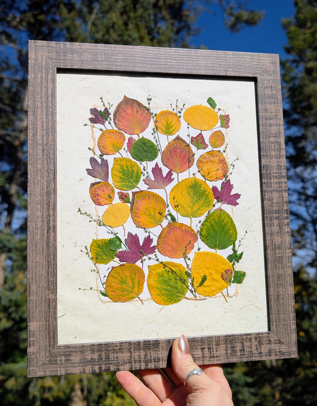 Colorado Wildflower Window Aspen Statement Piece