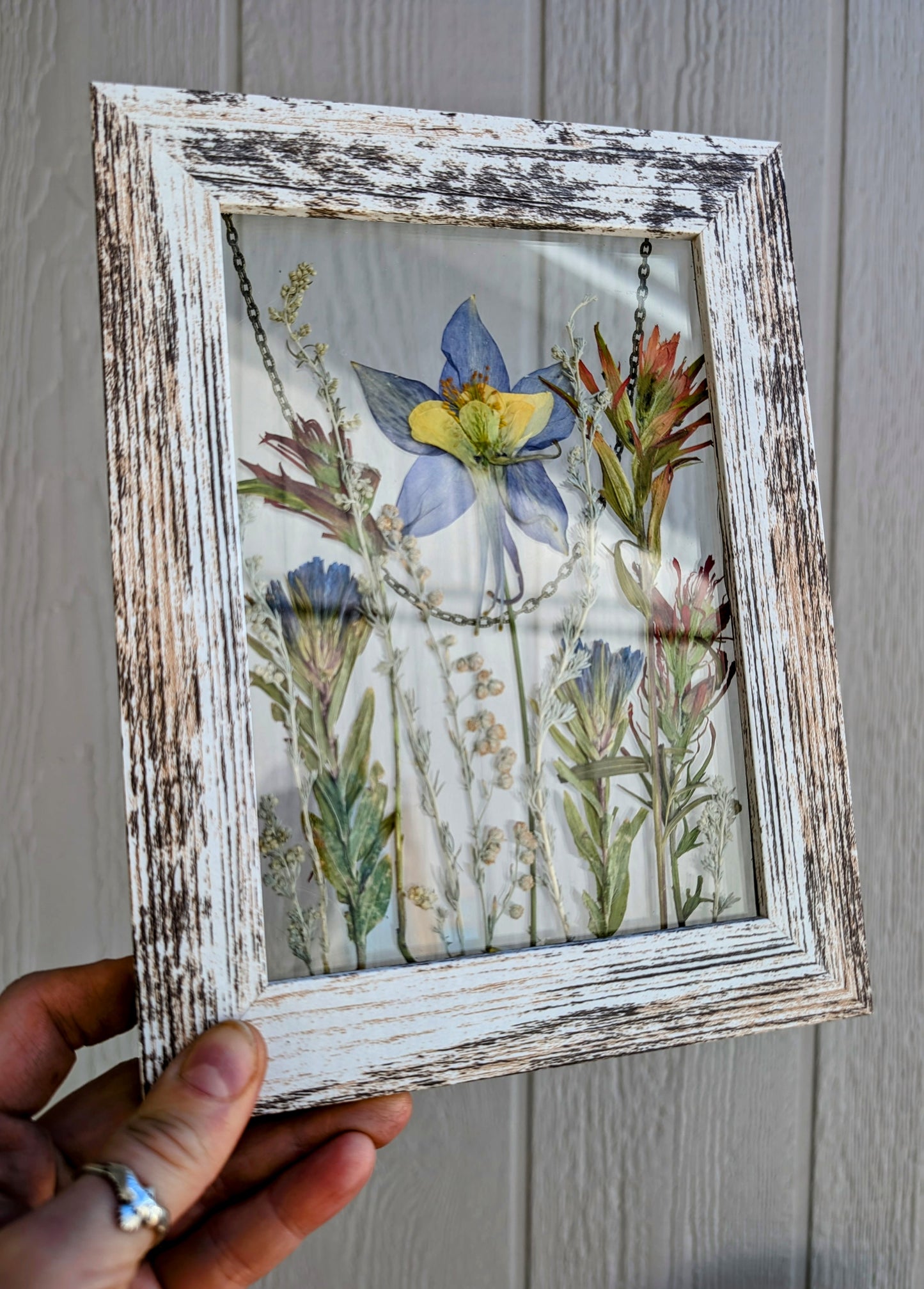 Columbine Wildflower Window