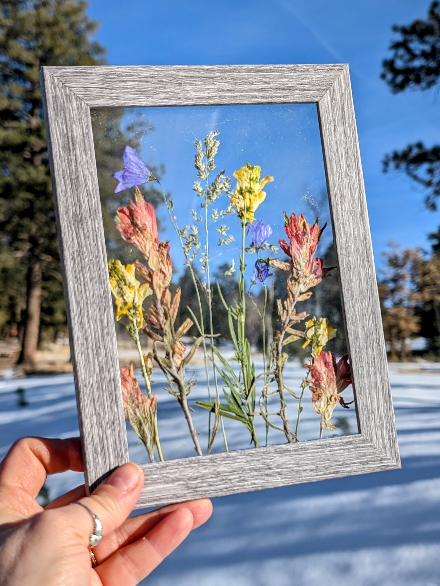 Colorful Mix Wildflower Window