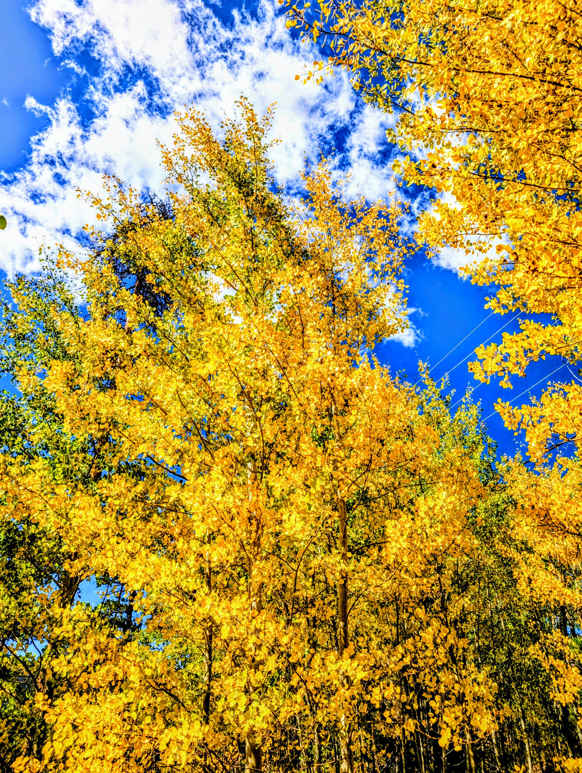 Colorado Wildflower Window Autumn Pumpkin Aspen Statement Piece