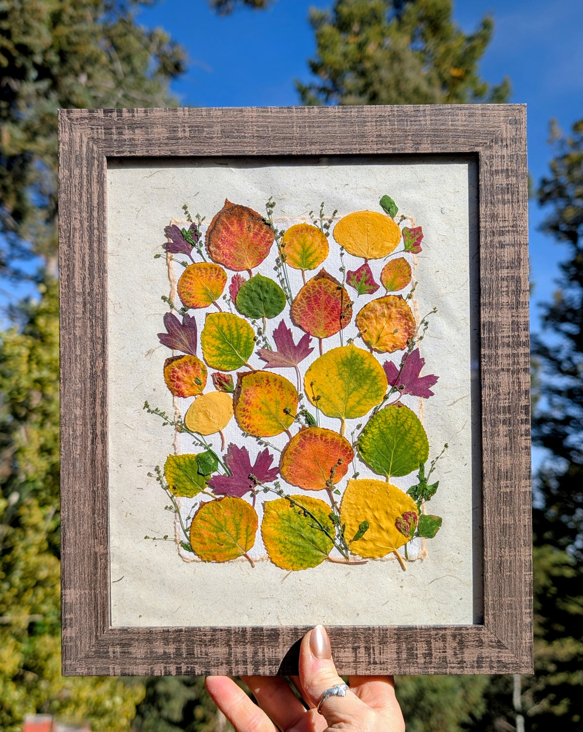 Colorado Wildflower Window Aspen Statement Piece