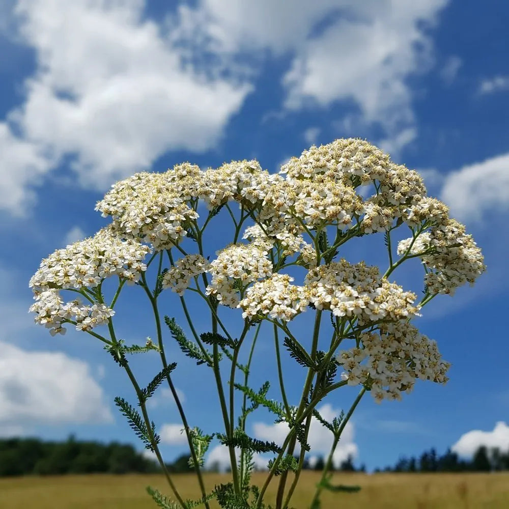 Native Wild Yarrow Seeds