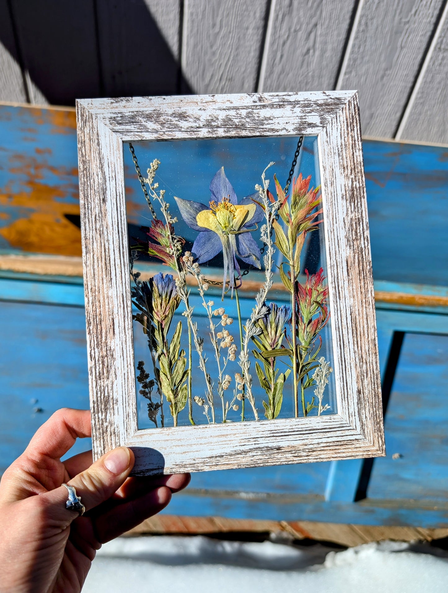 Columbine Wildflower Window