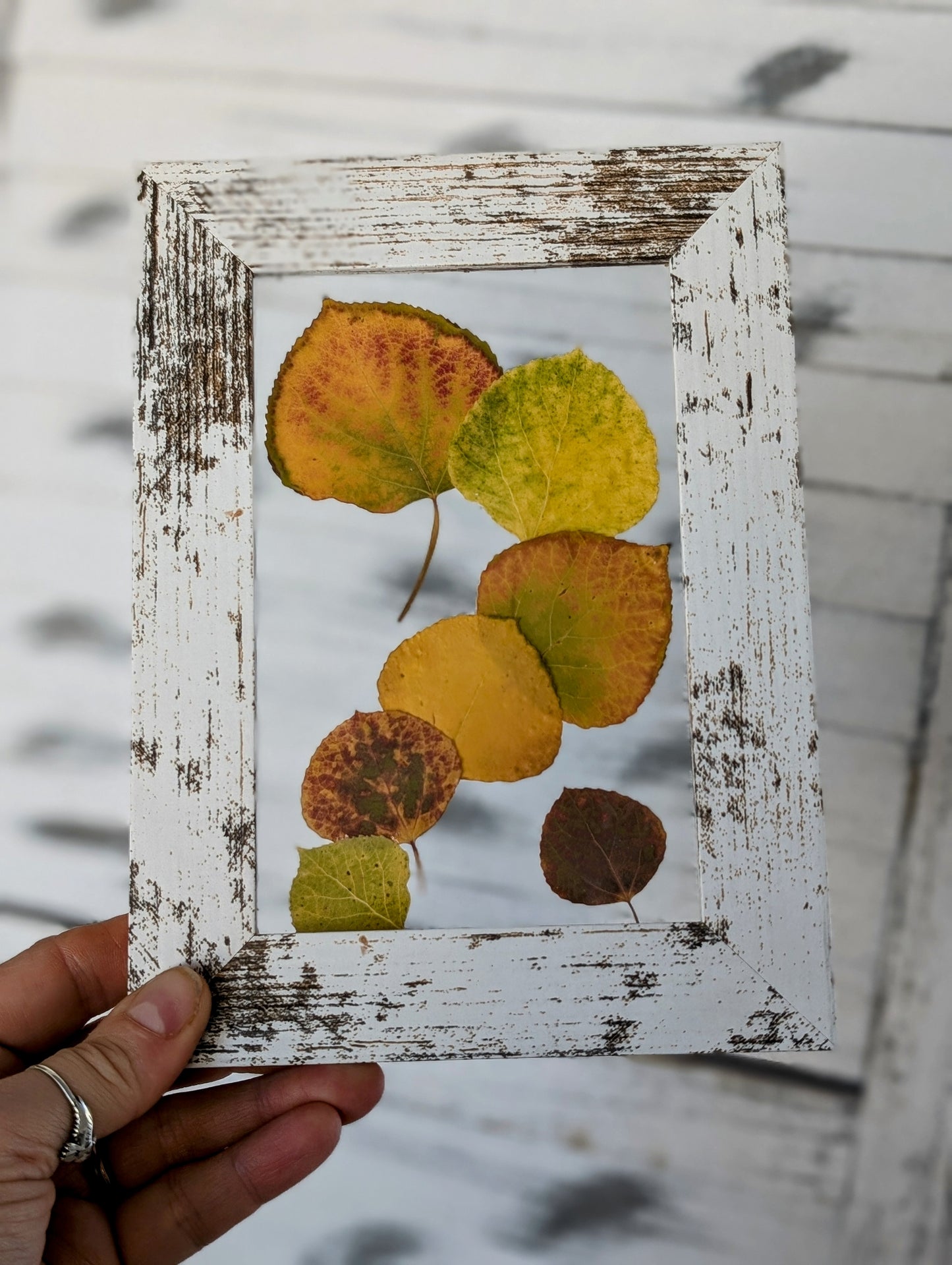 Aspen Leaves Wildflower Window