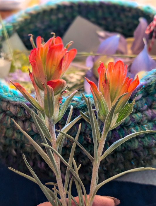 Indian Paintbrushes Pressed Wildflowers