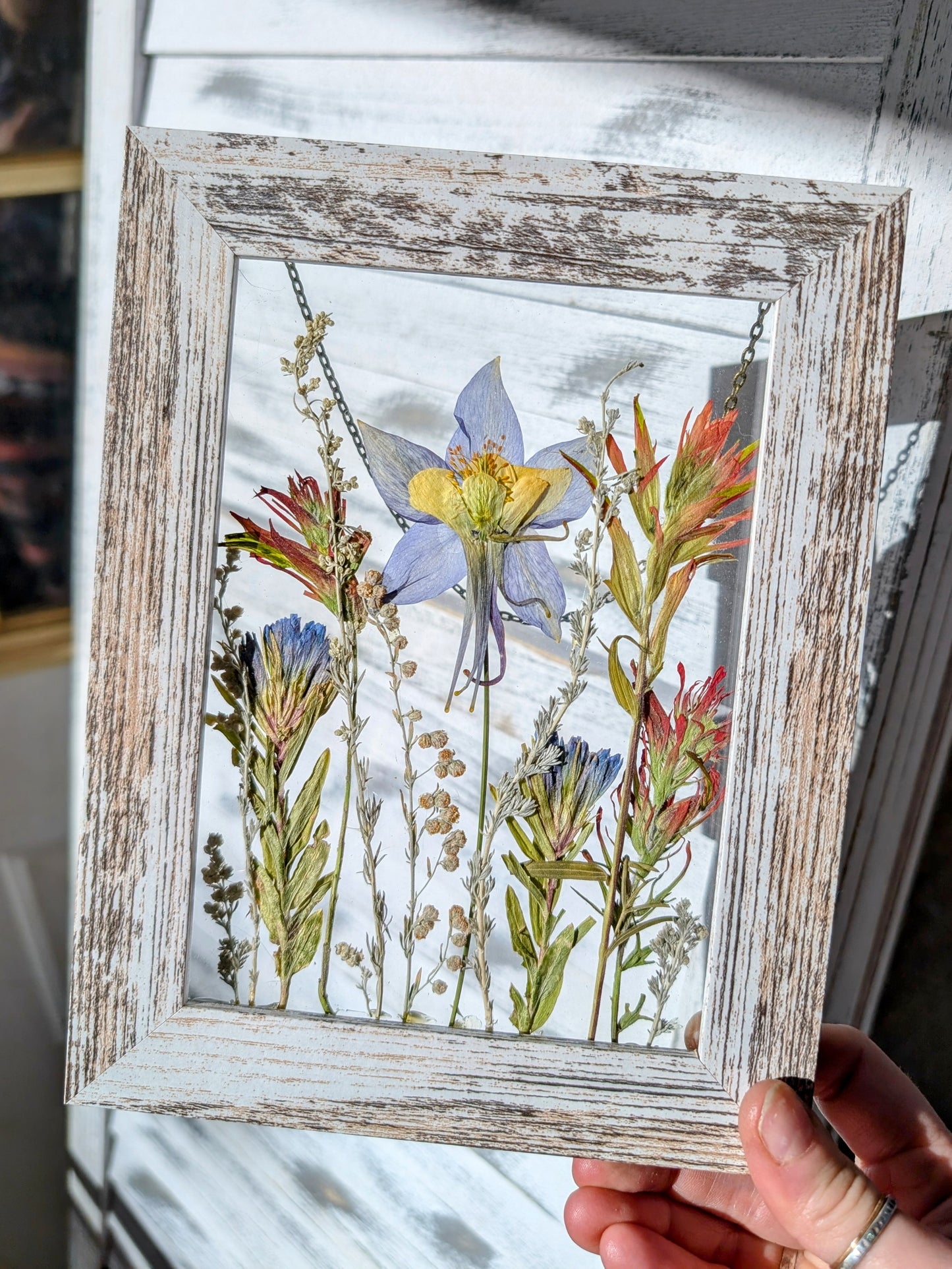 Columbine Wildflower Window