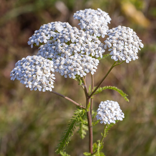 Native Wild Yarrow Seeds