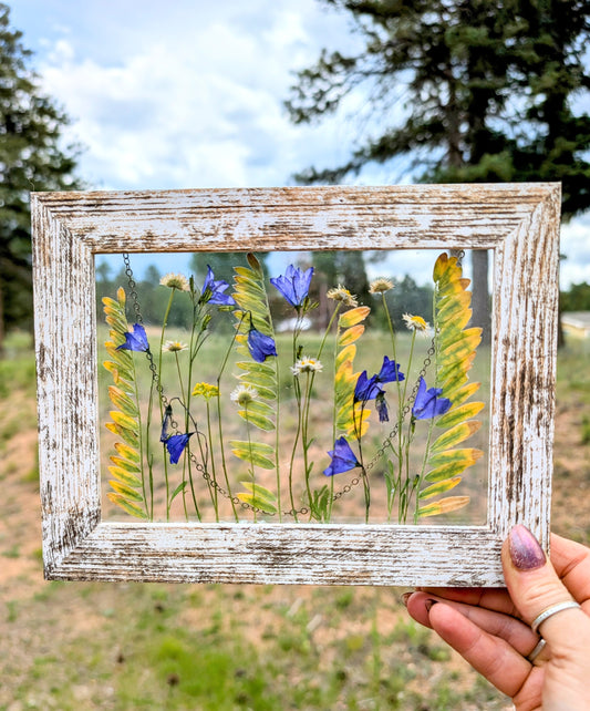 Colorado Alpine Daisies and Harabells Wildflower Window