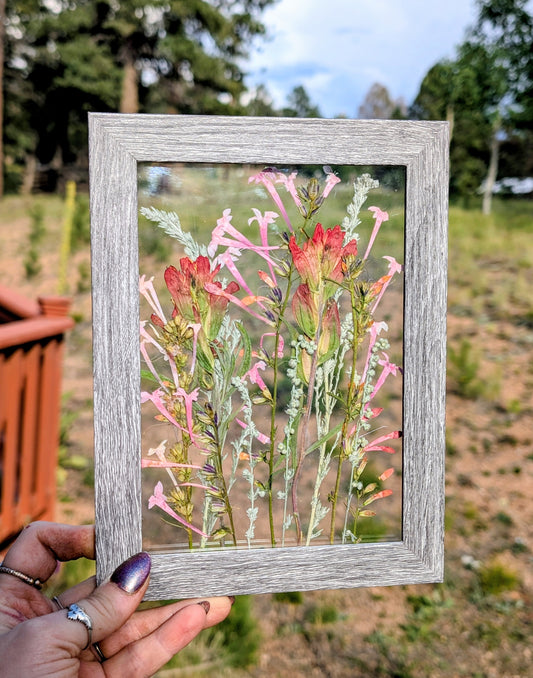 Colorado Indian Paintbrushes and Fairy Trumpets Wildflower Window