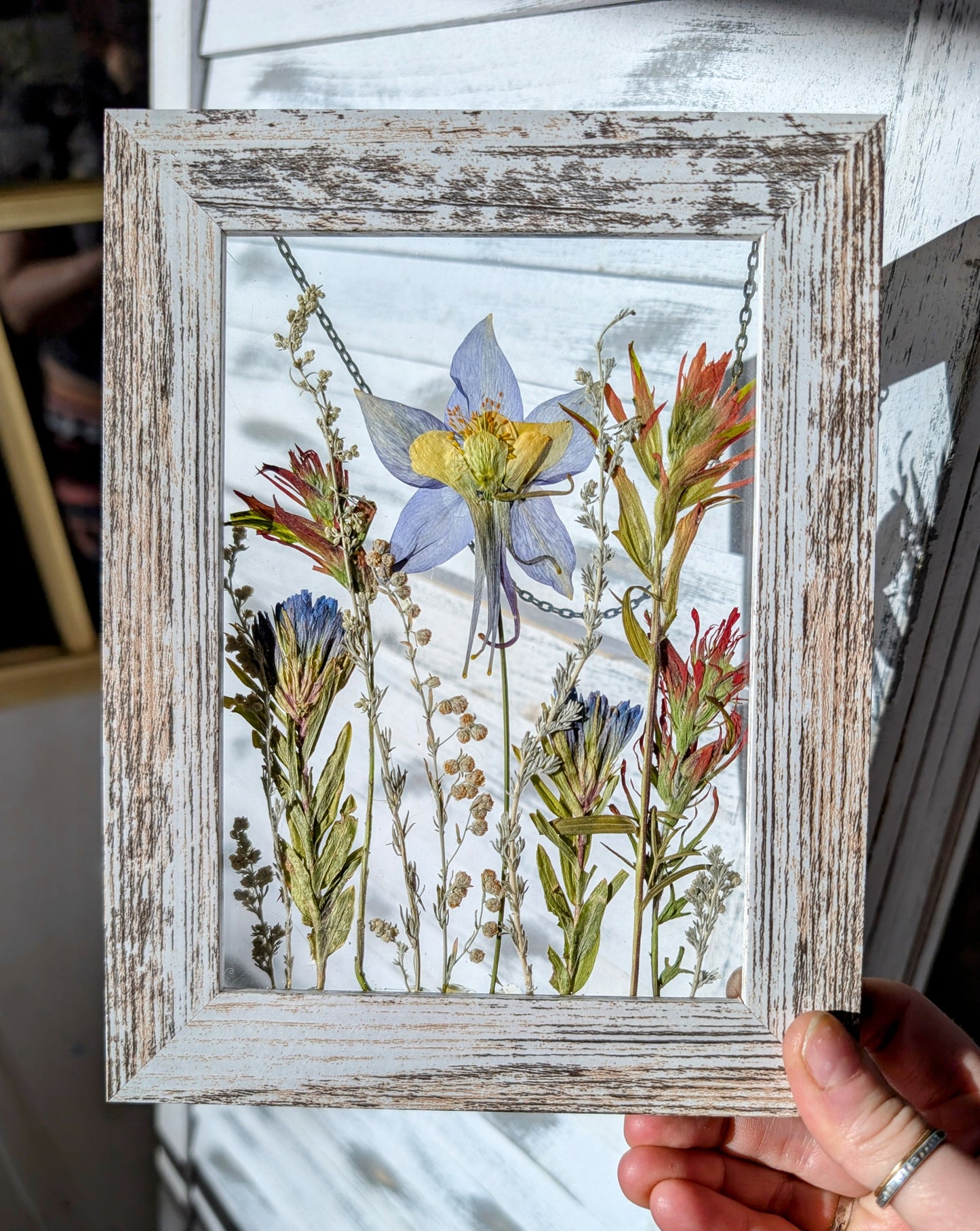 Columbine Wildflower Window