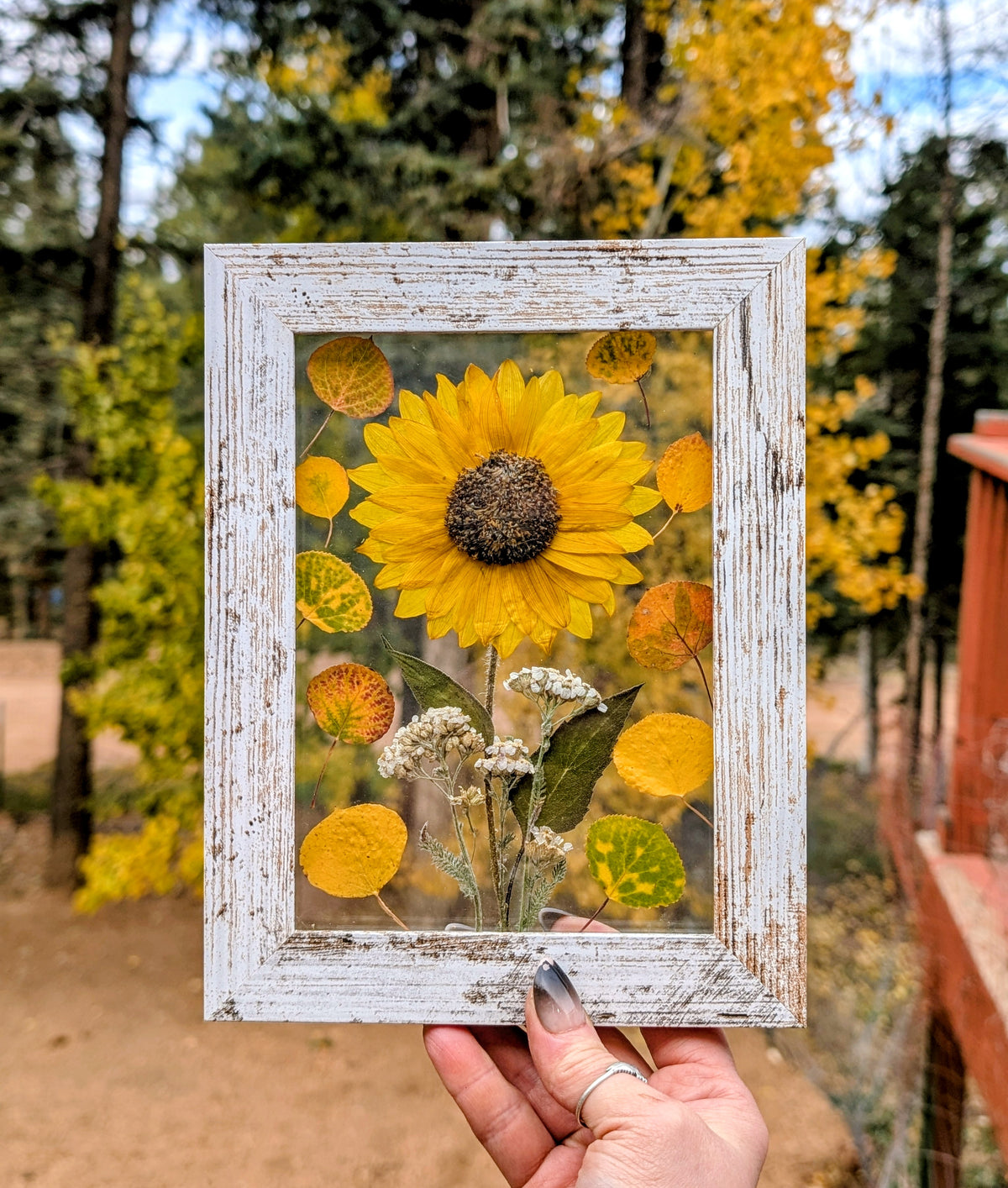 Colorado Wildflower Window Autumn Sunflower and Aspen Statement Piece