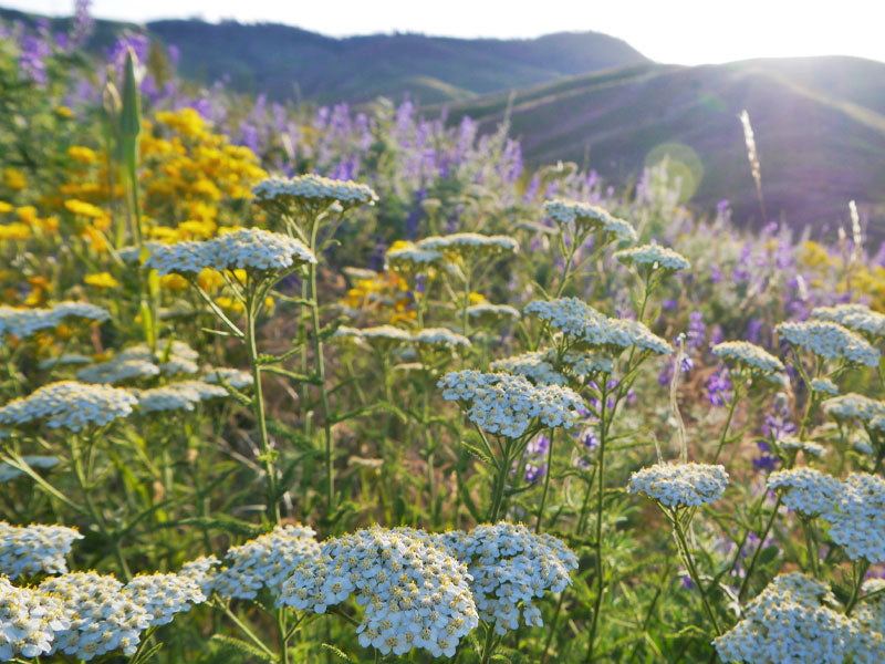 Native Wild Yarrow Seeds