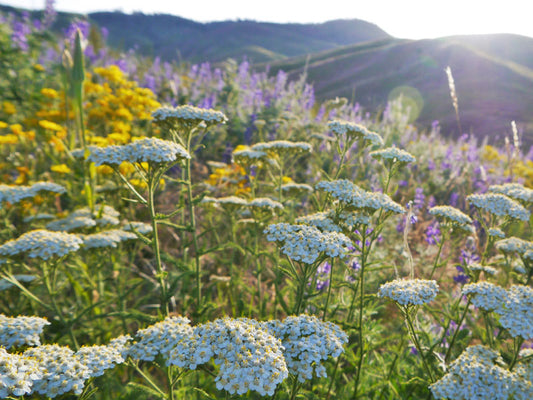 Native Wild Yarrow Seeds