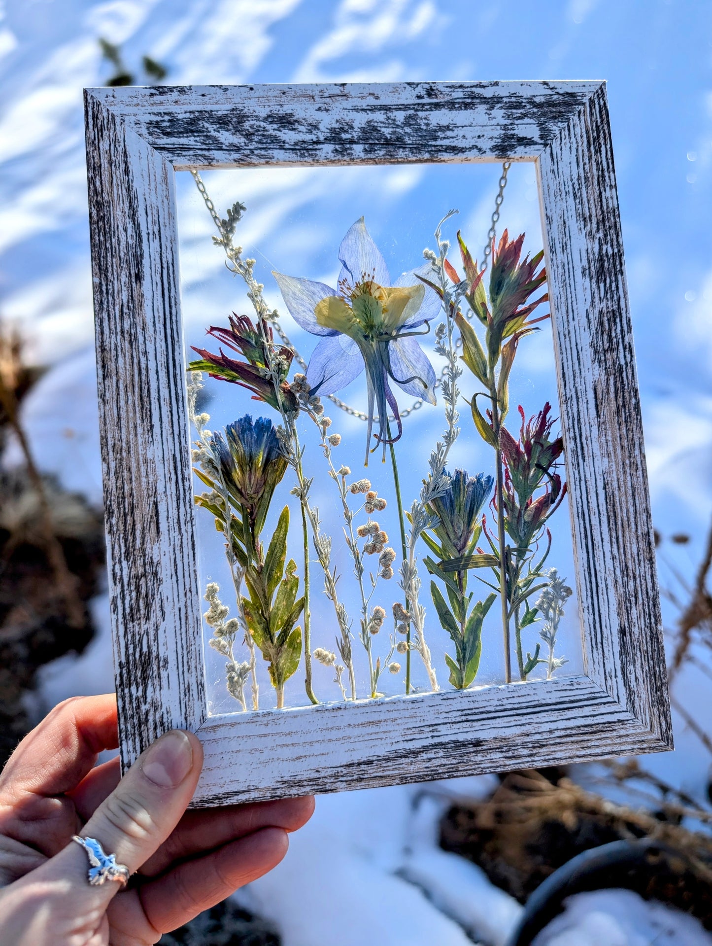 Columbine Wildflower Window