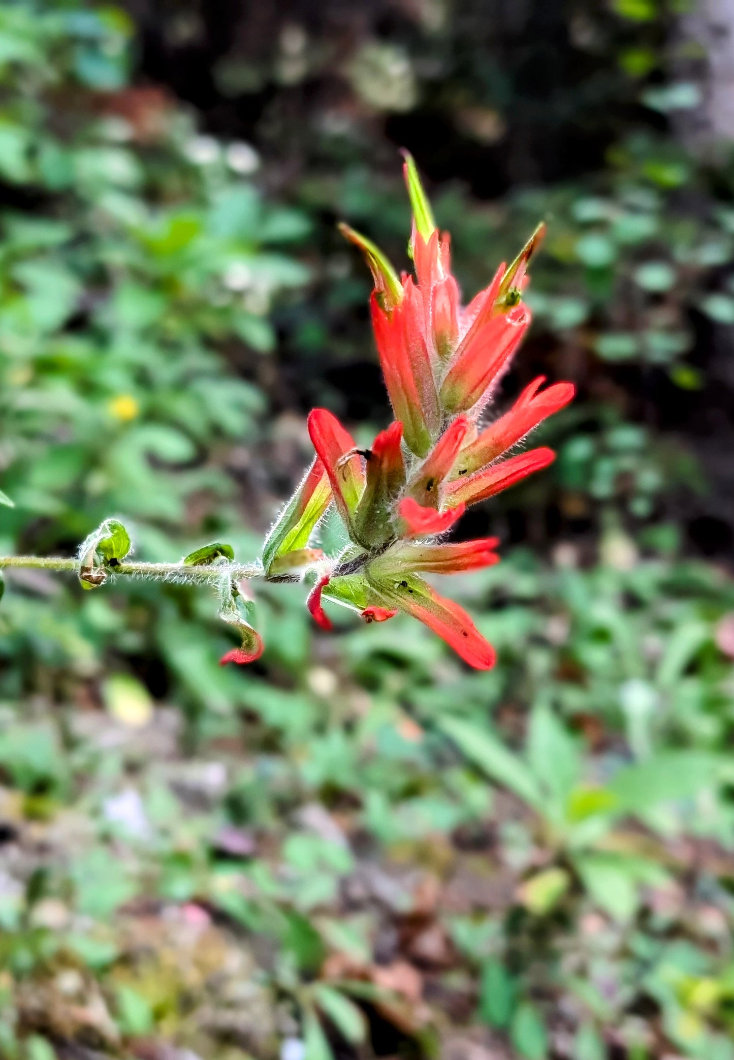 Indian Paintbrush and Wild Sage Nature-Inspired Whimsical Earrings with Dried Floral Accents