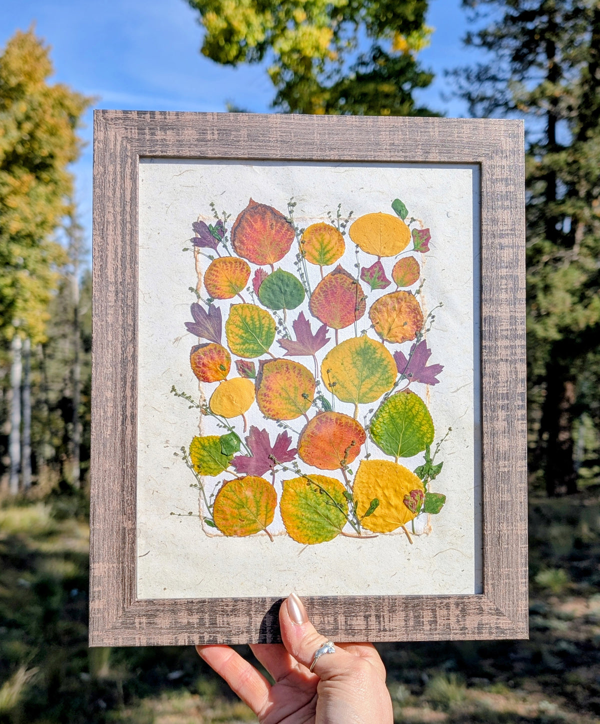 Colorado Wildflower Window Aspen Statement Piece