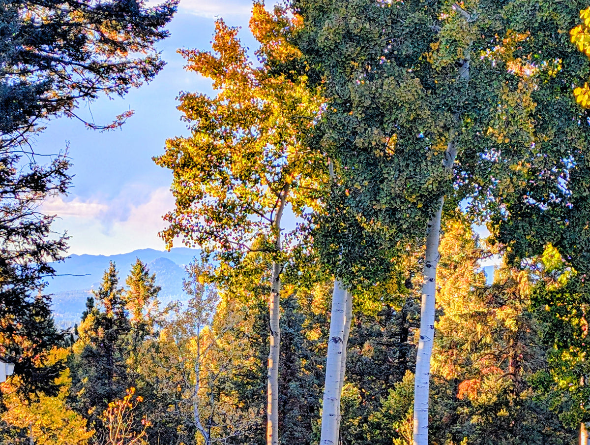 Colorado Wildflower Window Autumn Pumpkin Aspen Statement Piece