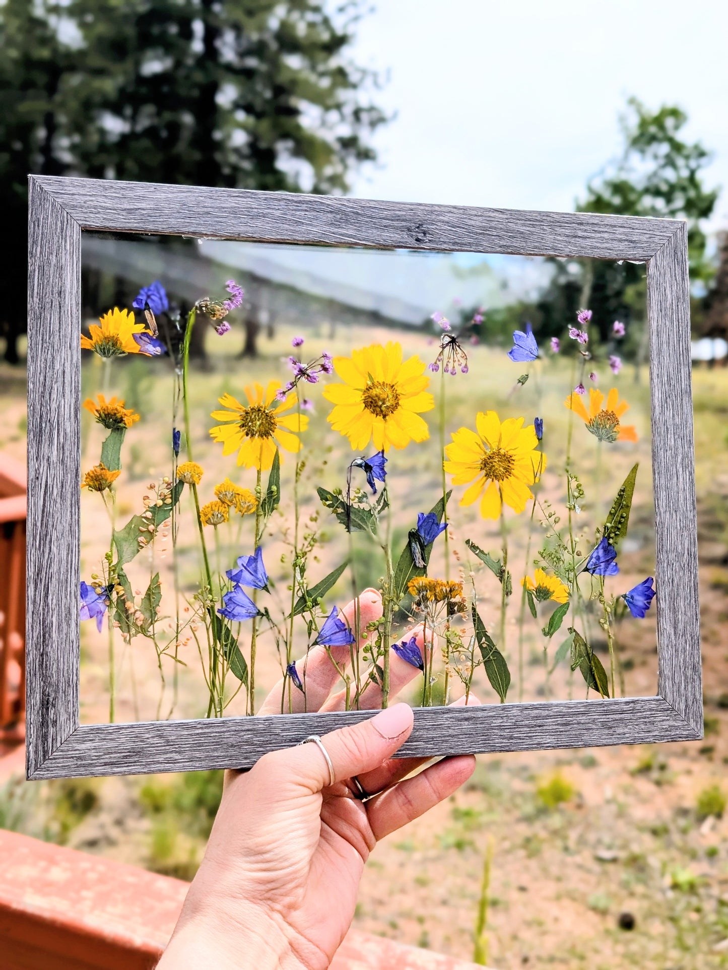 Colorado Wildflower Window Statement Piece