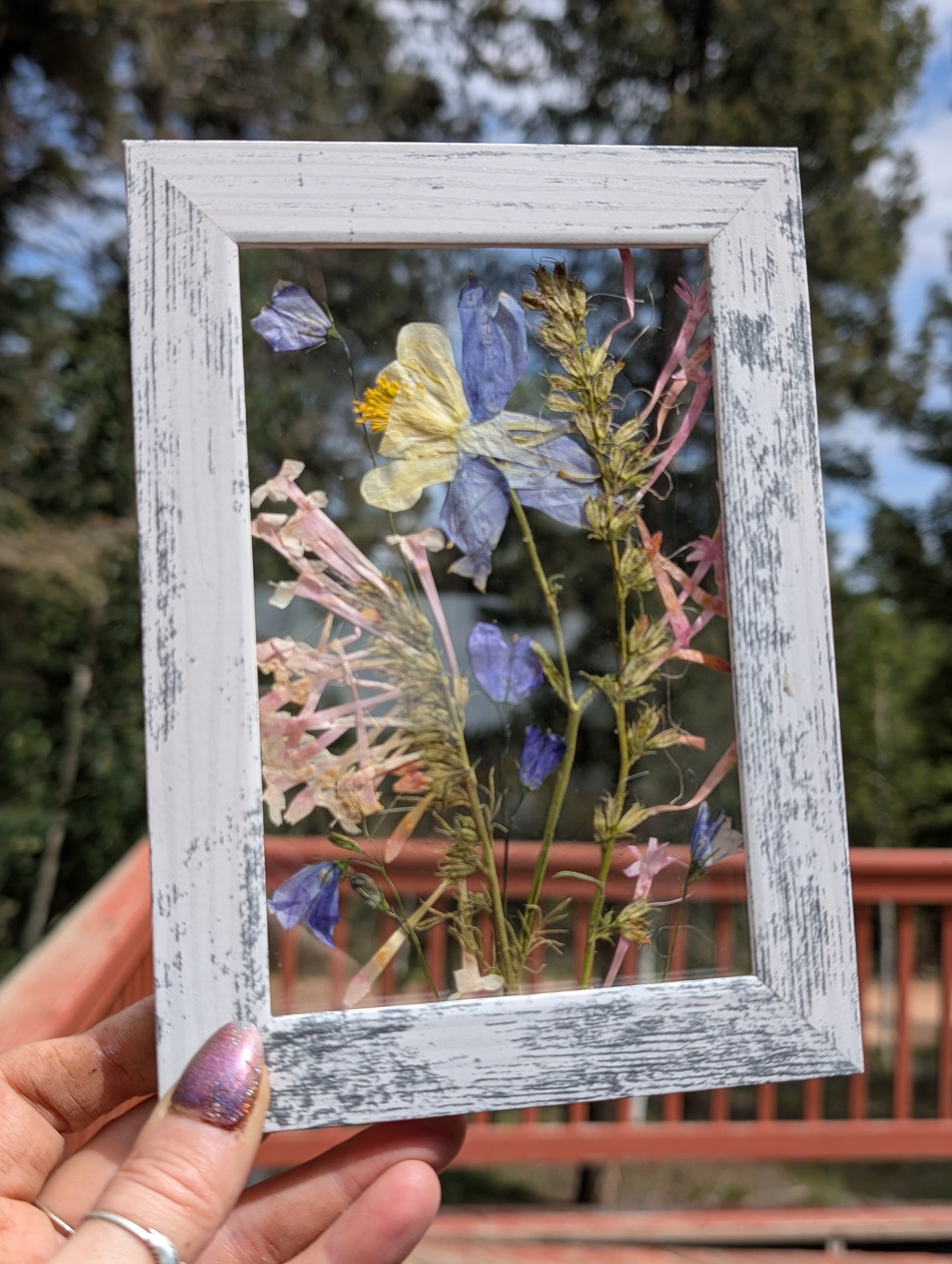 Colorado Columbine Wildflower Window