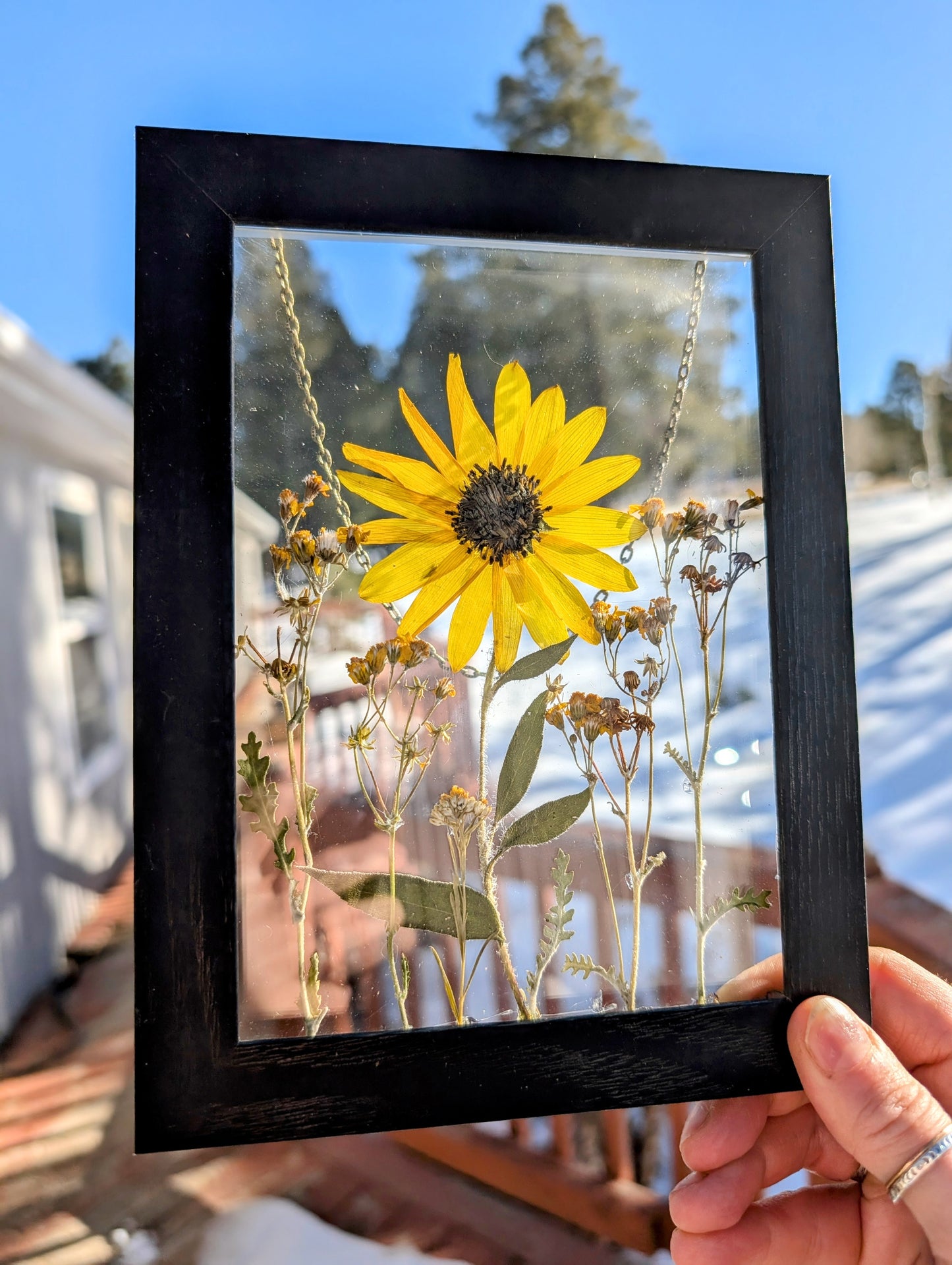 Sunflower Mix Wildflower Window