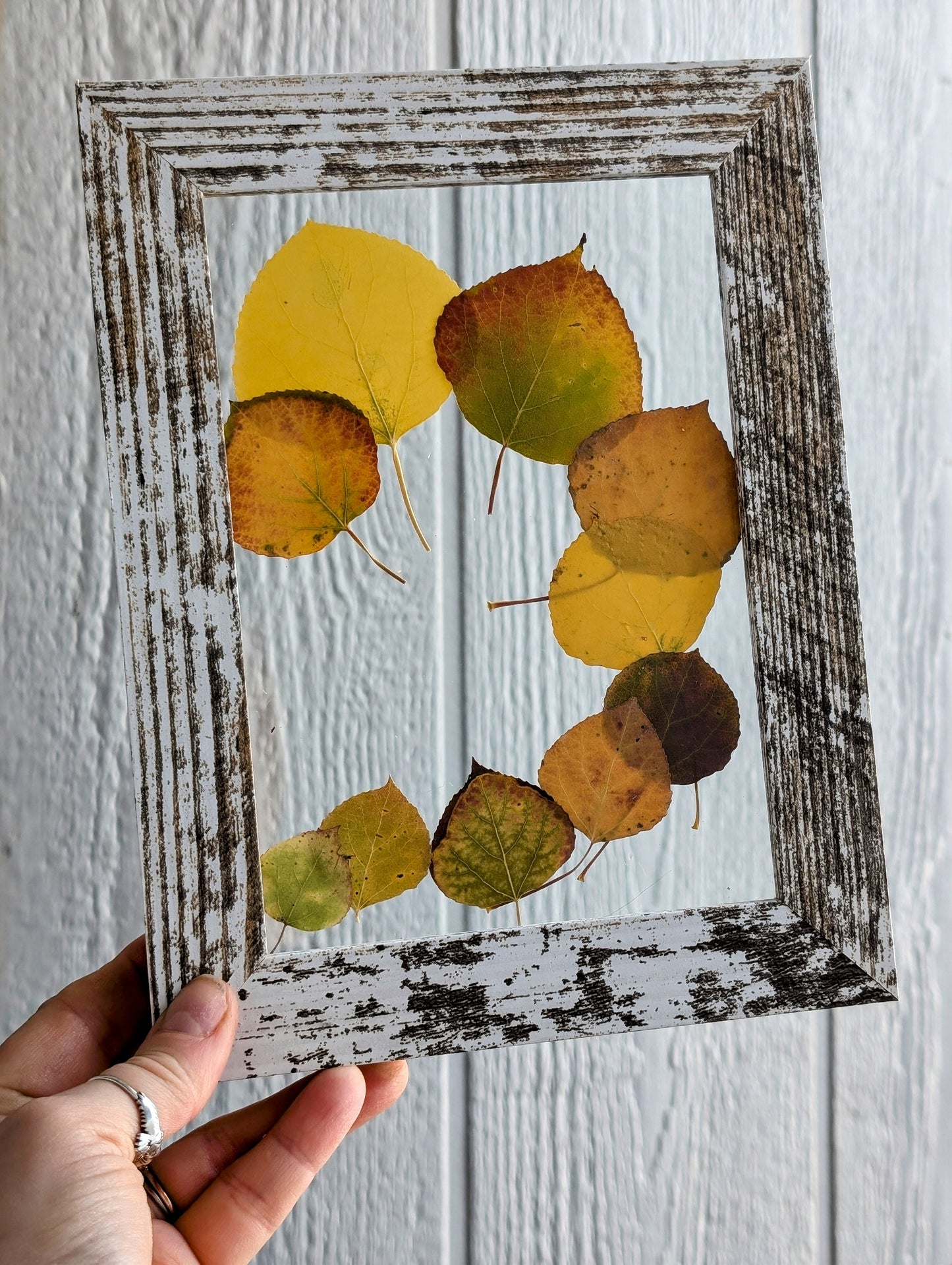 Autumn Aspen Wildflower Window