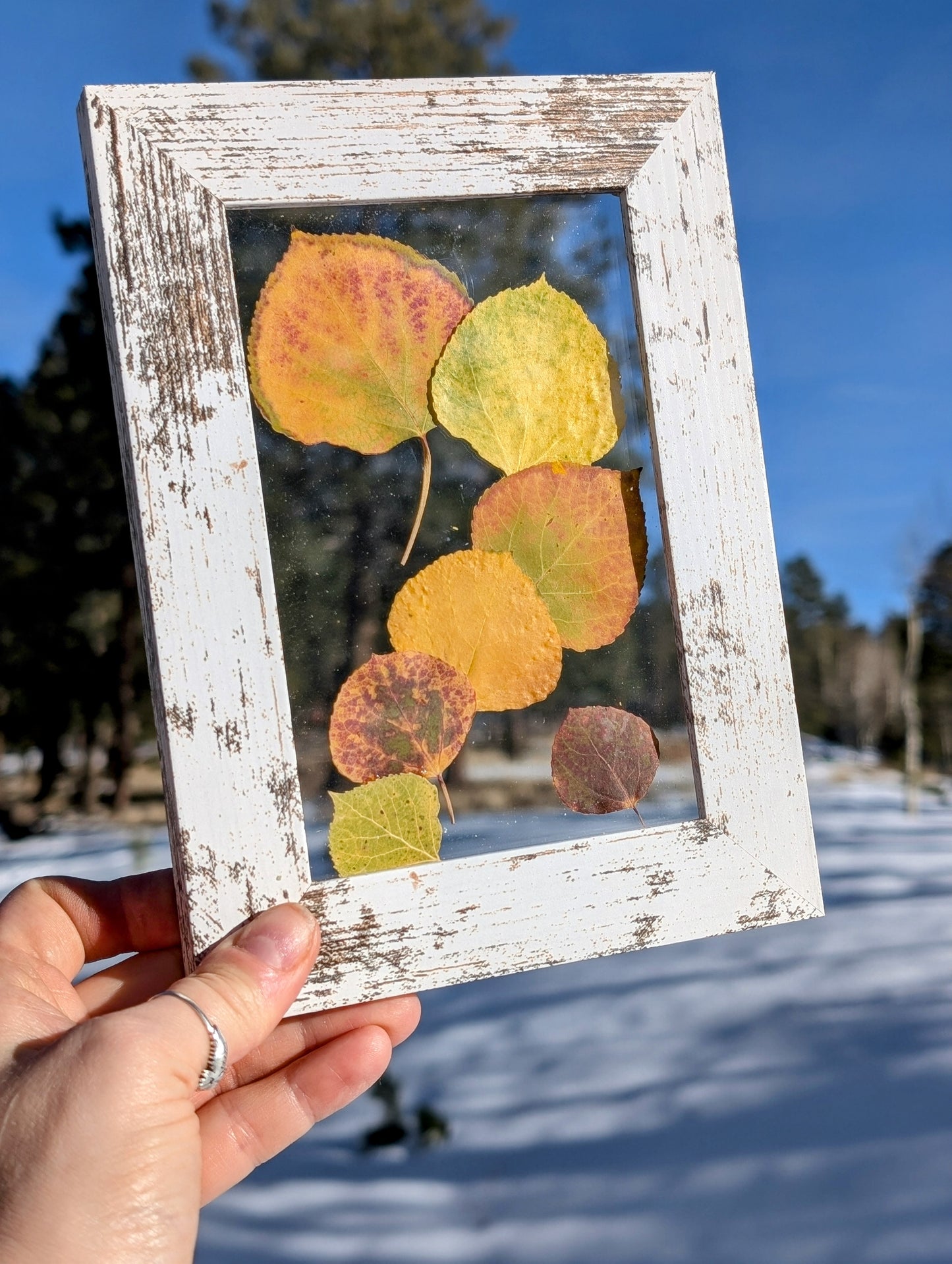 Aspen Leaves Wildflower Window