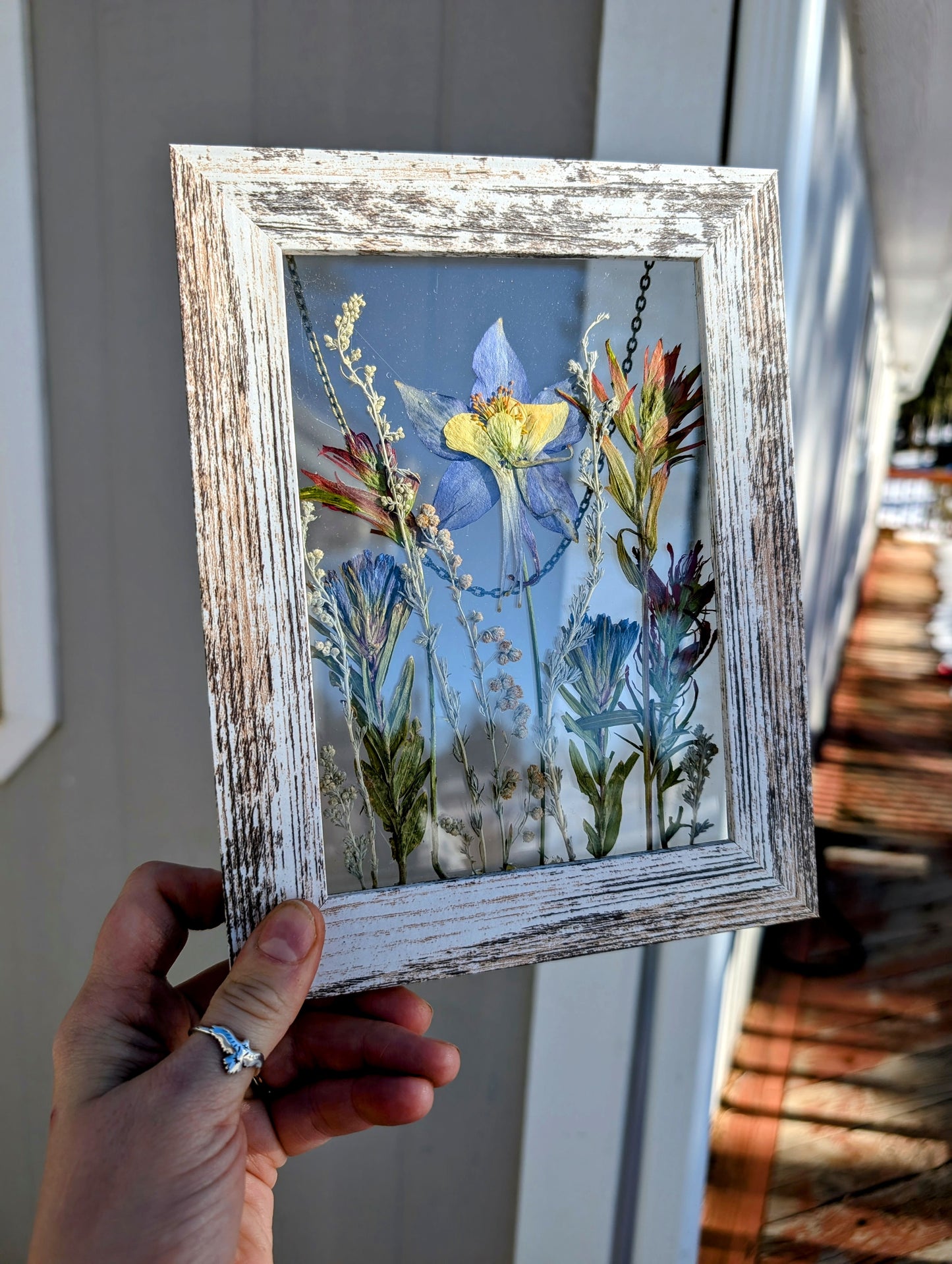 Columbine Wildflower Window