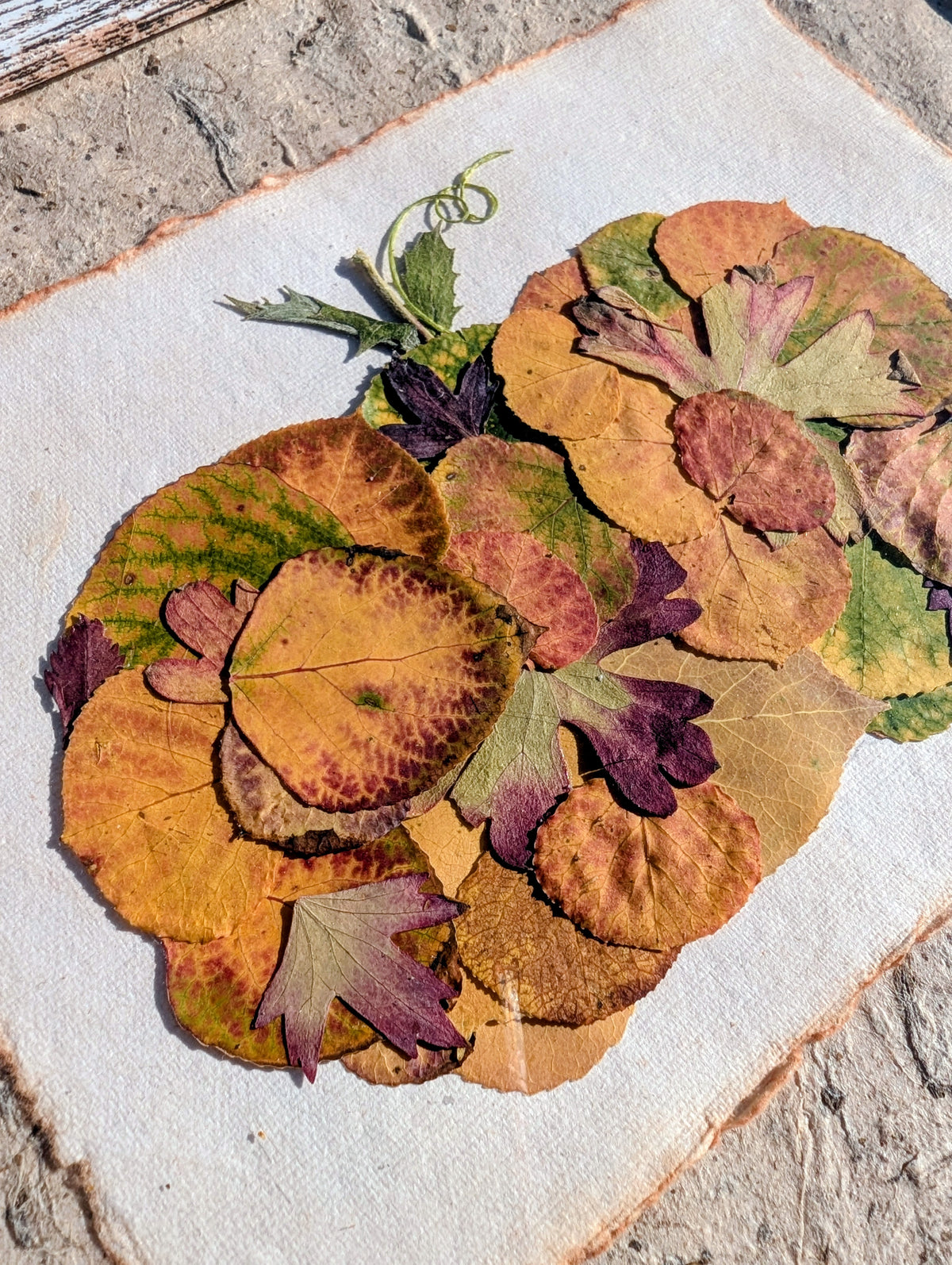 Colorado Wildflower Window Autumn Pumpkin Aspen Statement Piece