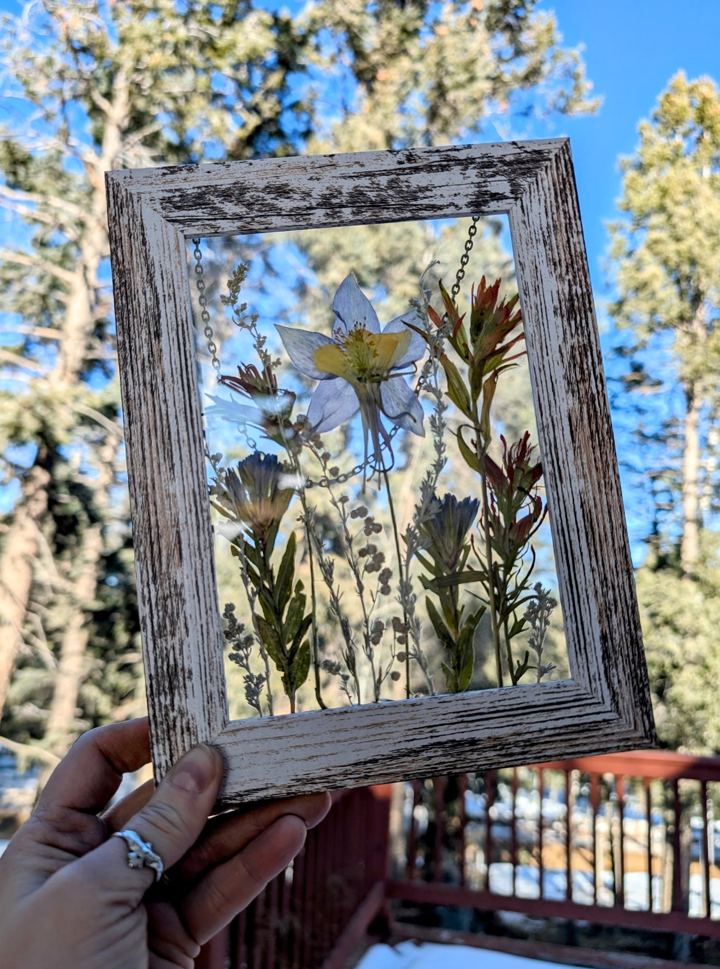 Columbine Wildflower Window