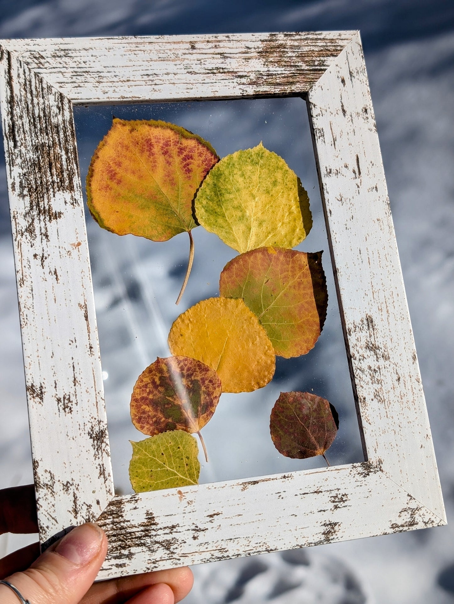 Aspen Leaves Wildflower Window