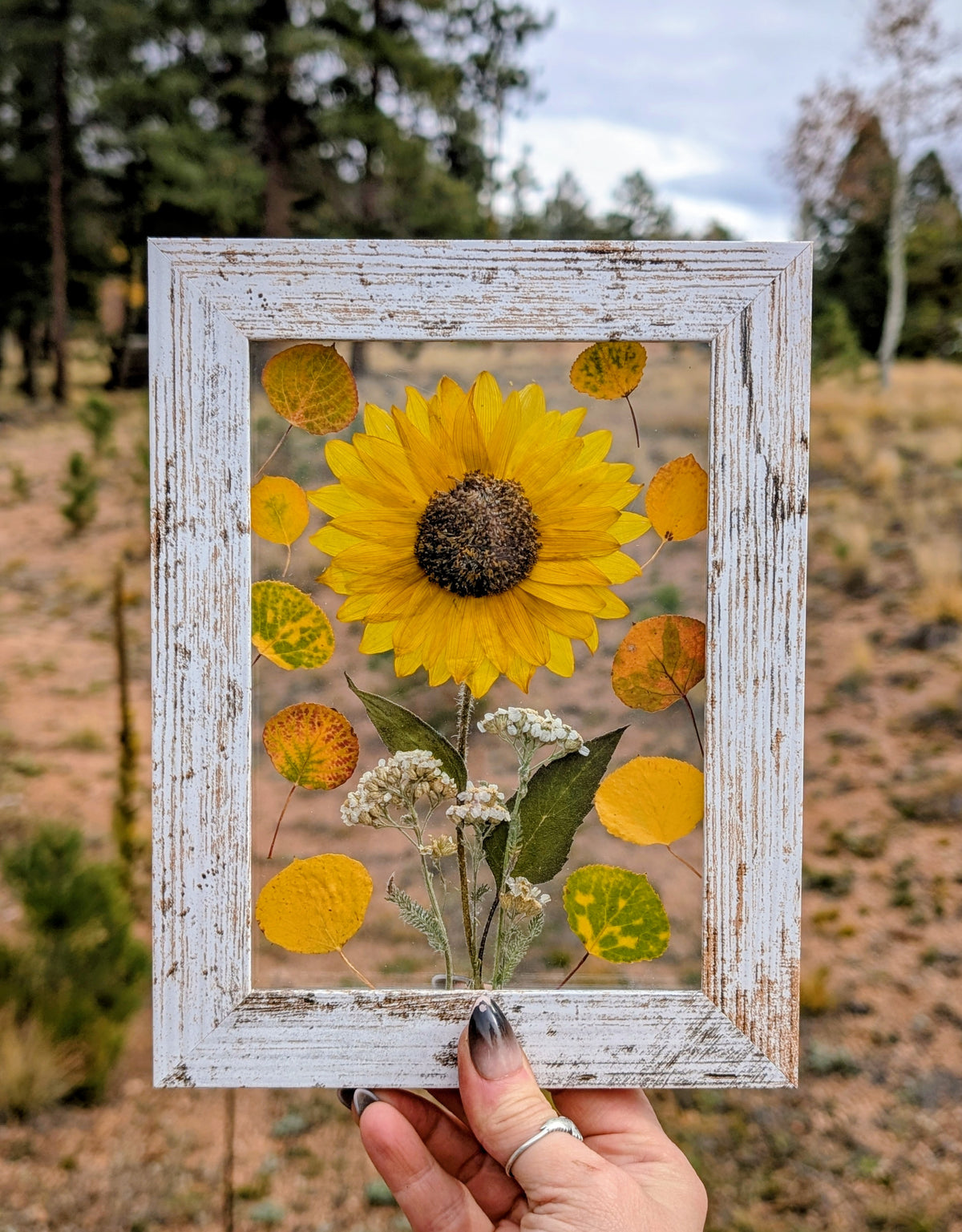 Colorado Wildflower Window Autumn Sunflower and Aspen Statement Piece