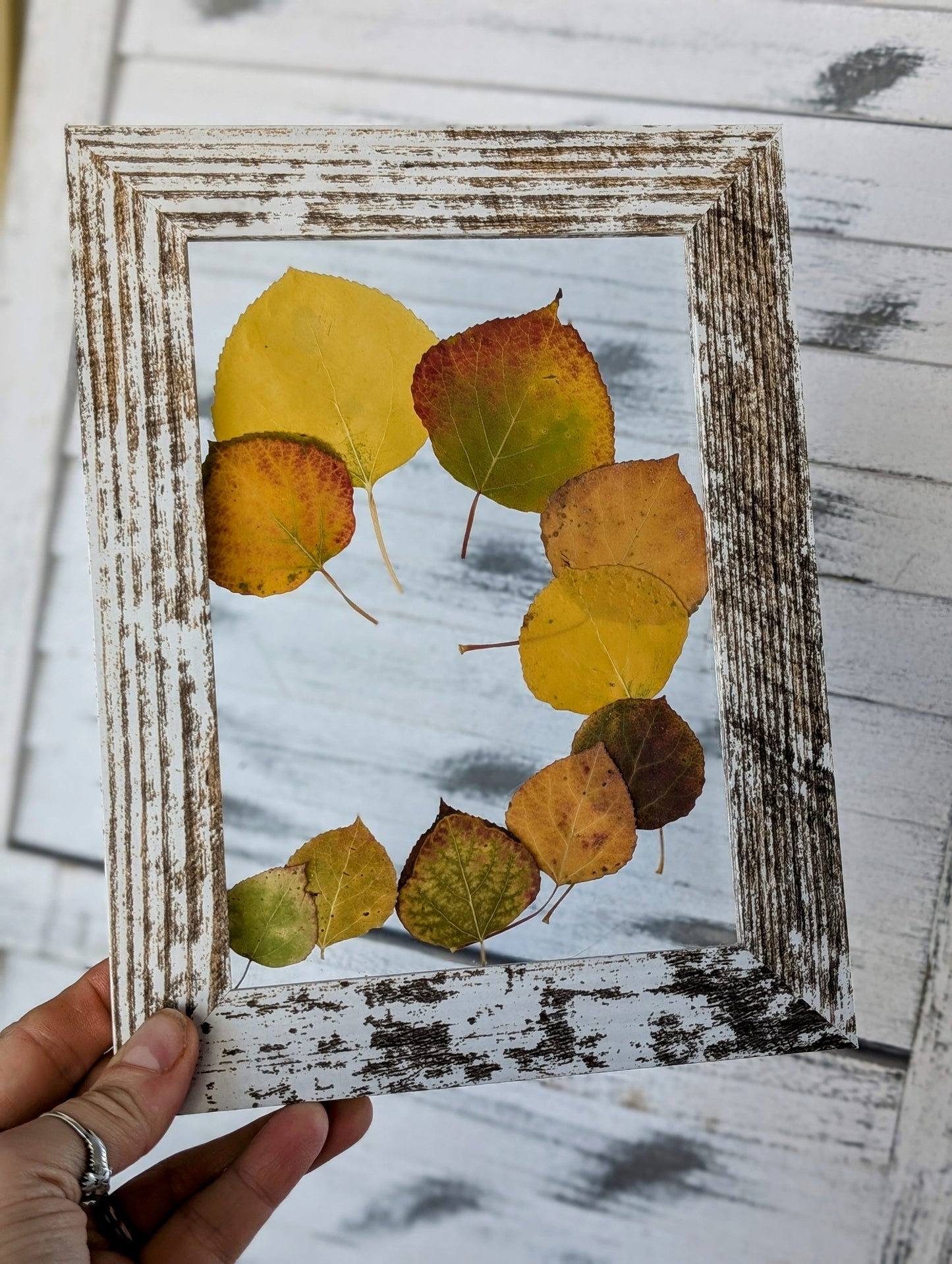 Autumn Aspen Wildflower Window