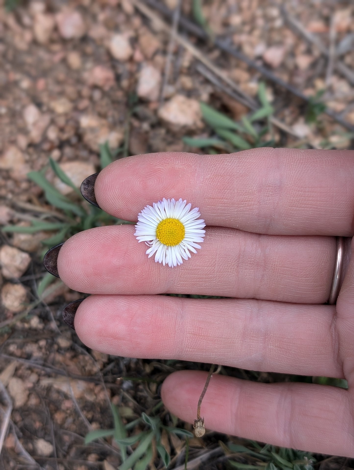 Alpine Daisy Sterling Silver Nature-Inspired Whimsical Necklace with Dried Floral Accents